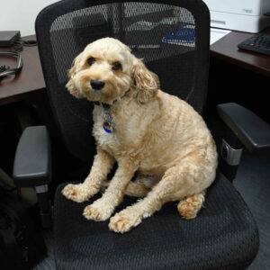 office-staff-6 Office dog seated in an office chair, adding a friendly and relaxed atmosphere to the workspace.